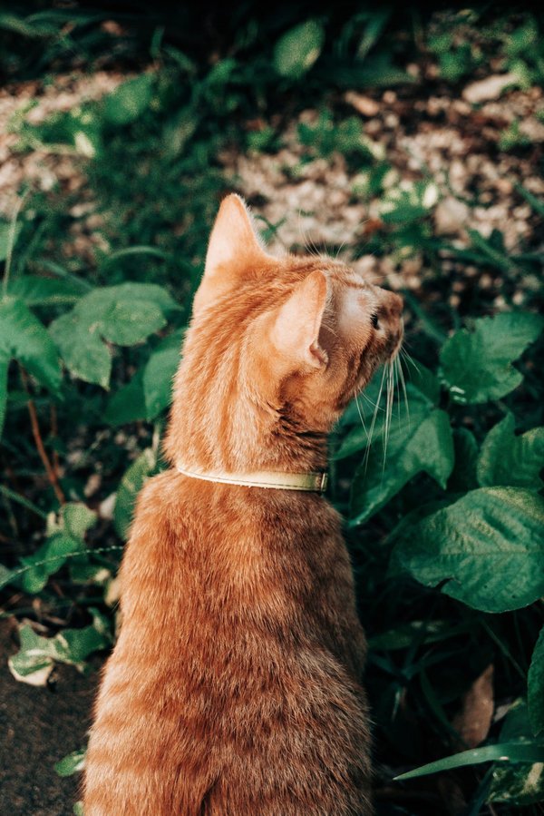 Comment utiliser les murs porteurs pour créer un jardin suspendu en intérieur?